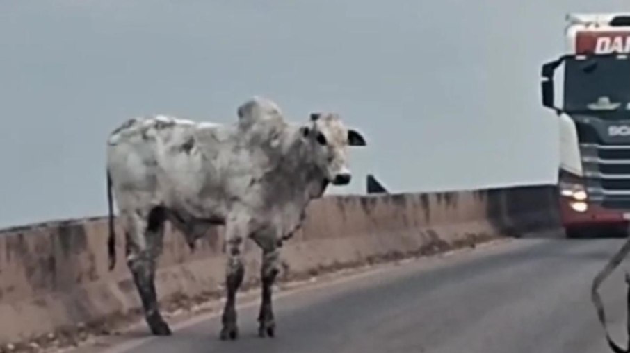 Boi foge de carreta e causa engarrafamento em ponte no PA