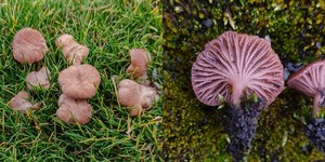 Cientistas criam fungo mais nutritivo e eficiente que a carne