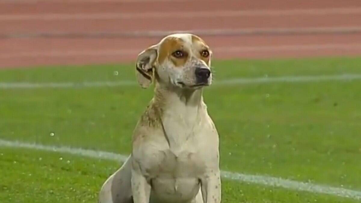 Cachorro interrompe partida de futebol no Chile para fazer xixi