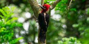 Observação de aves se destaca no Polo de Ecoturismo de São Paulo