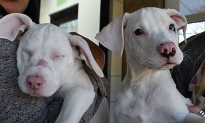 Filhote de cachorro cega e surda vive bem graças ao irmão