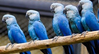 PF%20investiga%20dissemina%C3%A7%C3%A3o%20de%20v%C3%ADrus%20que%20amea%C3%A7a%20esp%C3%A9cie