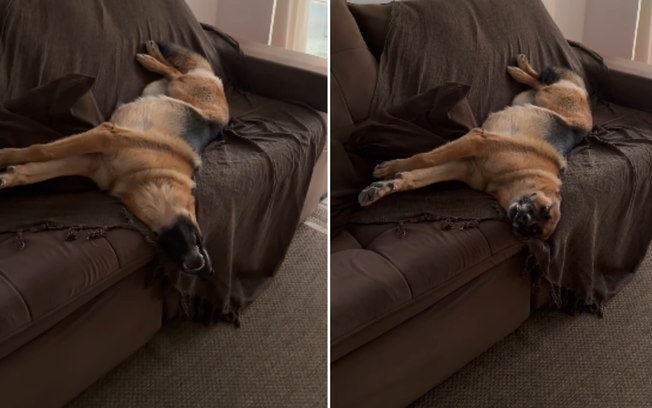 Pastor-alemão troca vigilância da casa pelo conforto do sofá 1h7lrp482hp8ht4qa1nre2w1q