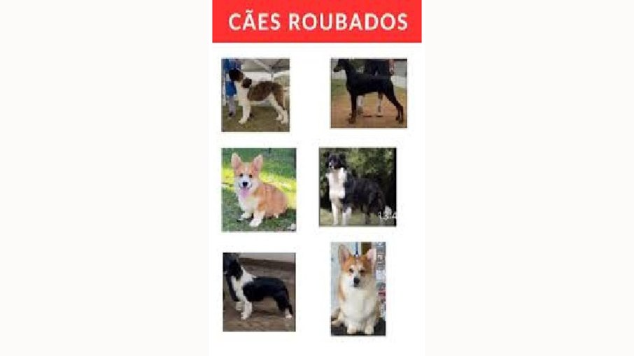 Seis cães de raça são roubados na Dutra em Guarulhos Seis cães de raça são roubados na Dutra em Guarulhos