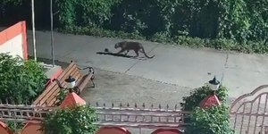 Leopardo captura filhote de cachorro e surpreende ao soltá-lo