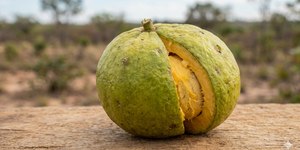 Rota do Pequi valoriza sabores do Cerrado e impulsiona turismo