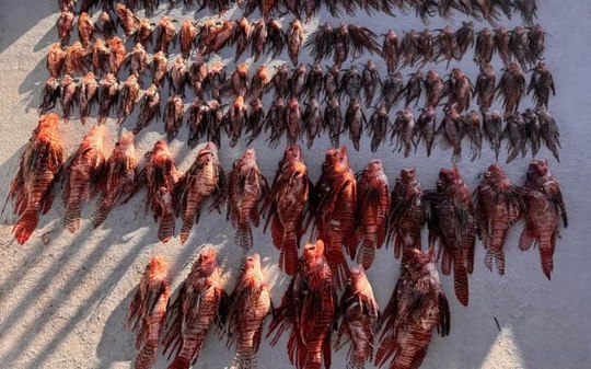Mergulhadores capturam 138 peixes-leão em Fernando de Noronha