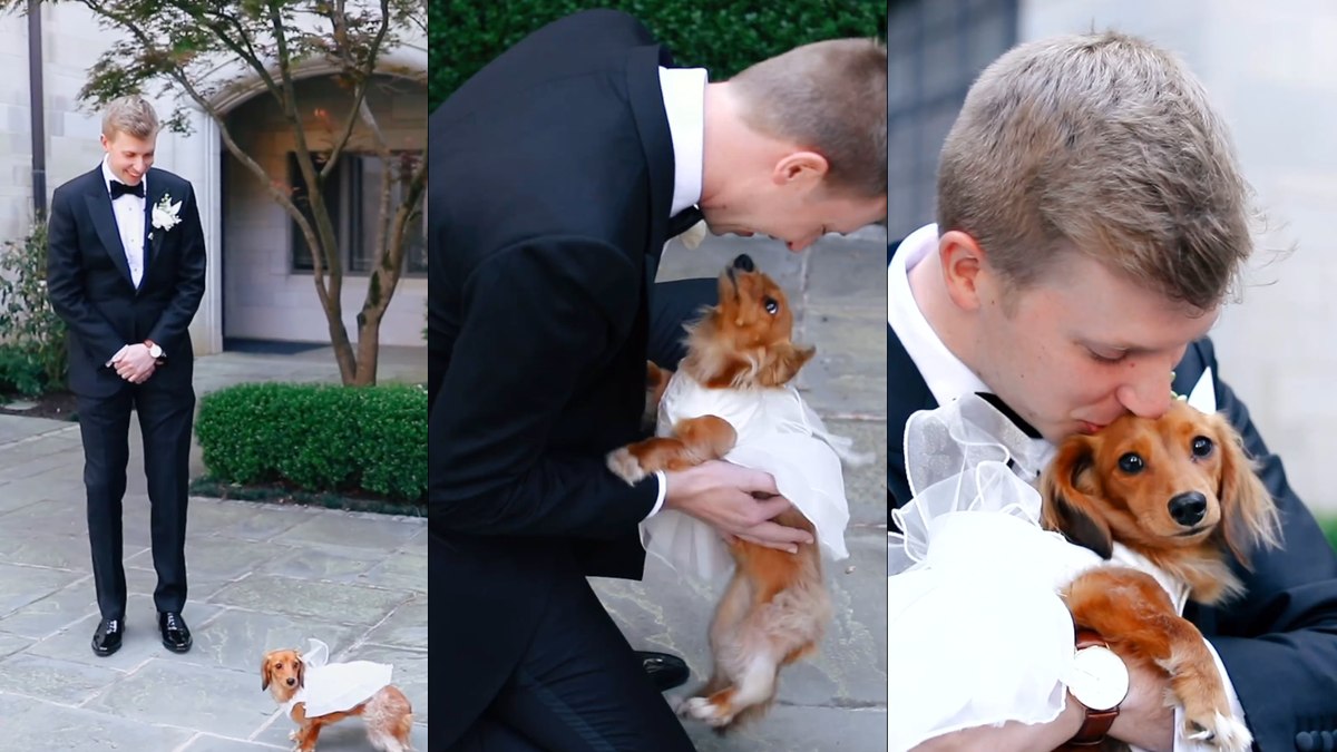 Quinn Meineke foi surpreendido com sua cachorrinha, Penny, vestida de noiva no dia de seu casamento