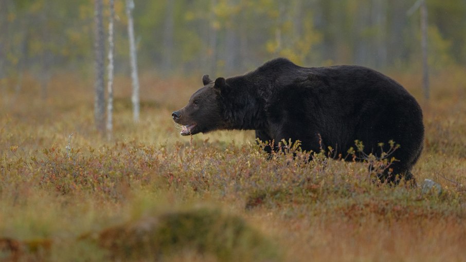 Urso ataca tratador durante apresentação em zoológico Urso ataca tratador durante apresentação em zoológico