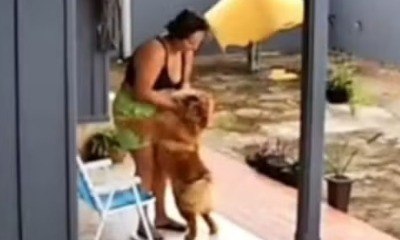 Eutanásia após ataque: como evitar tragédias com pets agressivos
