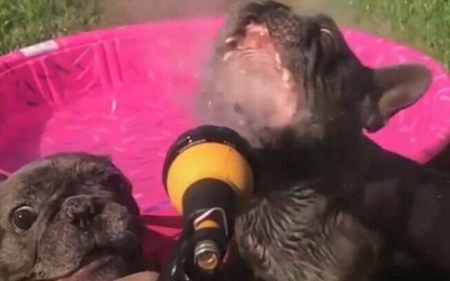 Cãezinhos apaixonados por água protagonizam vídeo mais fofo que você vai ver