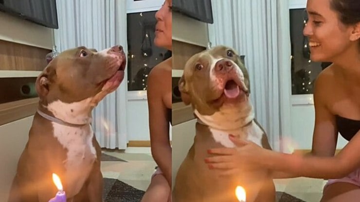 Pitbull%20%22canta%22%20parab%C3%A9ns%20em%20festa%20de%20anivers%C3%A1rio%20e%20viraliza