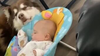 Cão balança caminha, faz bebê pegar no sono e encanta a internet