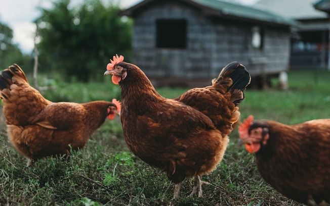 Exportação de frango reforça cadeia de nutrição
