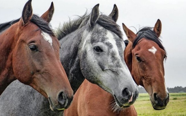 Cavalos modernos vêm de linhagem que surgiu há 4.200 anos