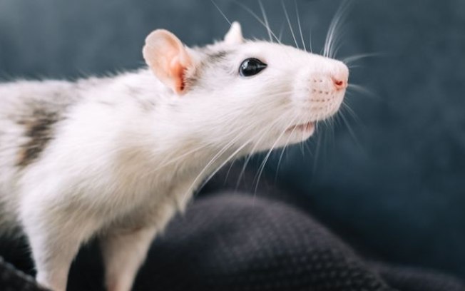 Ratos recebem células de cervo e desenvolvem chifres