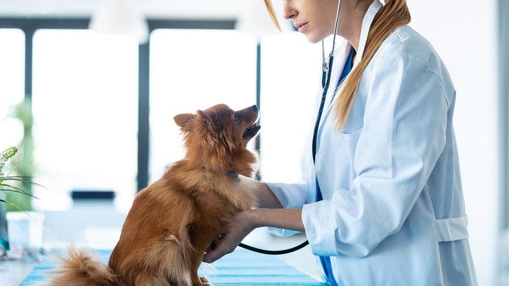 Quando devo levar meu pet ao veterinário? Profissional explica