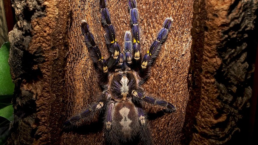 A tarântula gooty, com seu corpo azul vibrante e aparência intimidadora, é nativa das florestas da Índia e passa grande parte do tempo em árvores