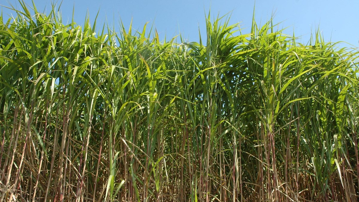 Miscanthus