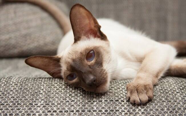 O gato Siamês tem corpo longo e orelhas pontudas