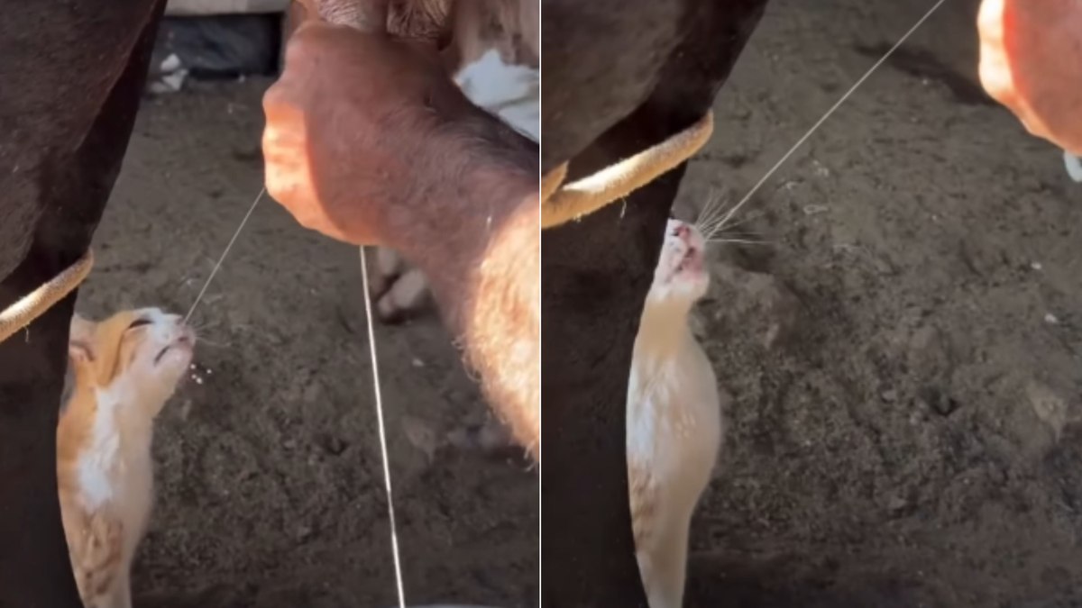 Gatinha acompanha ordenha e espera diariamente por gole de leite