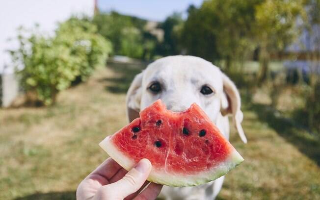 Oferecer frutas para o cachorro pode ser uma forma de complementar a alimentação deles 