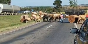 Carros de boi cruzam a BR-153 rumo à Romaria do Divino Pai Eterno
