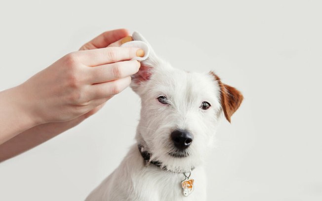 Otite canina: conheça as causas, os sintomas e saiba como evitar