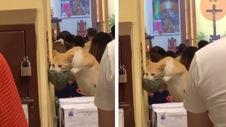 Gato aproveita descuido de fiéis e bebe água benta em igreja Gato aproveita descuido de fiéis e bebe água benta em igreja
