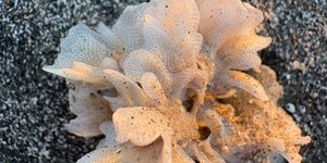 Parece renda, parece alga: como identificar briozoários na areia