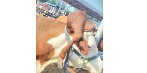 Vaca nasce com pata na cabeça em condição rara