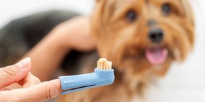 Especialista explica como e por que escovar os dentes do cachorro