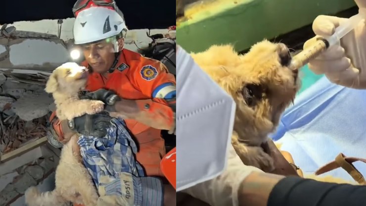 Cães são resgatados com vida após terremotos na Venezuela