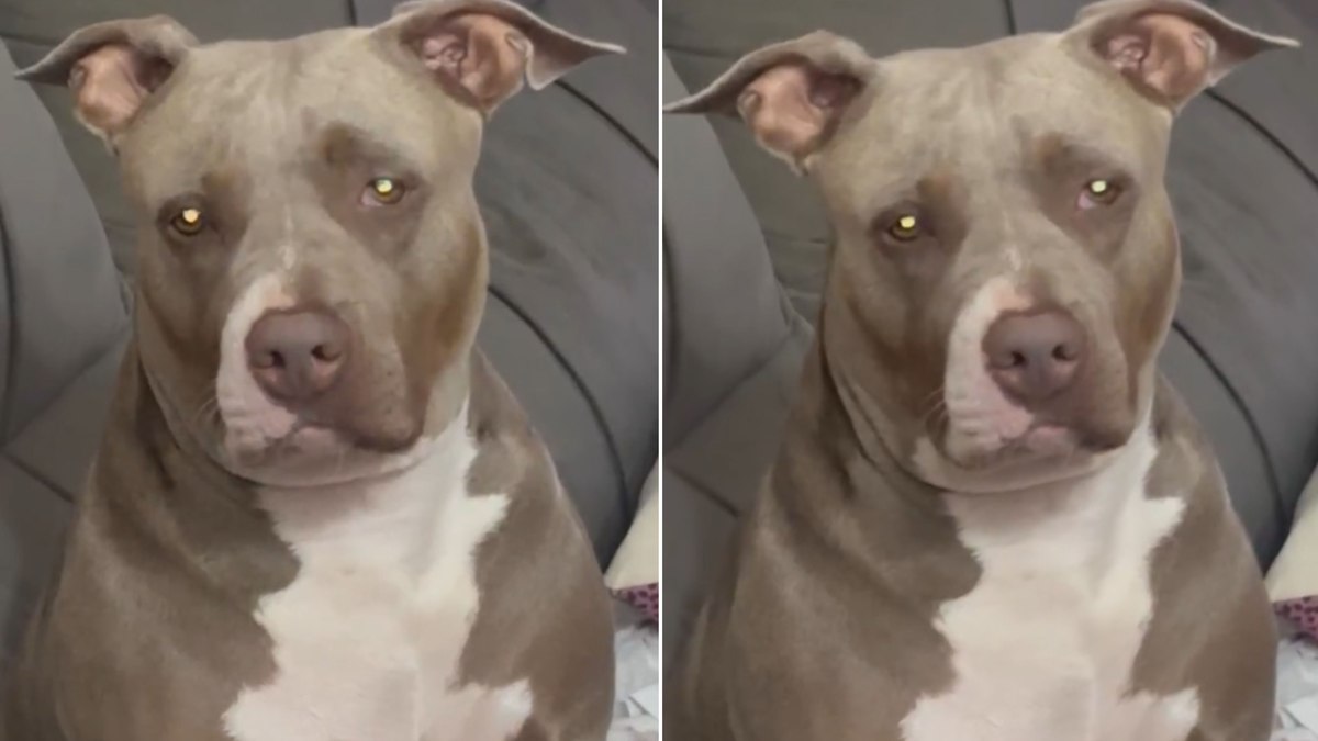 Pitbull luta contra o sono e faz manha para não dormir