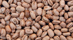 Ibama apreende 15 toneladas de pescado irregular