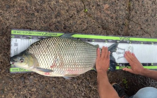 Pescador bate recorde brasileiro com curimba gigante