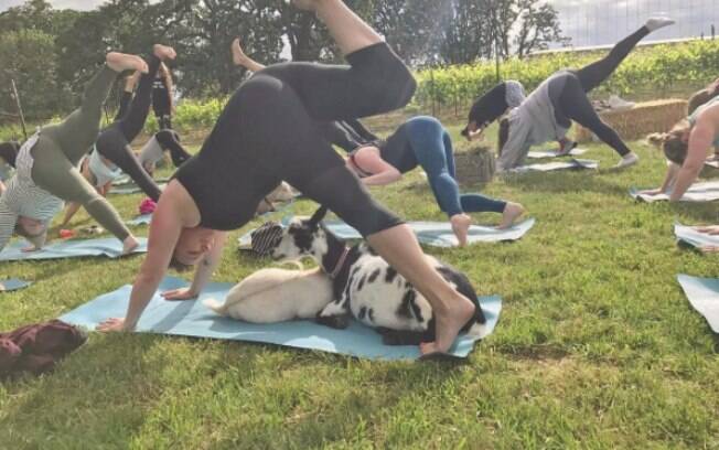Aula de ioga com cabras já é uma febre nos Estados Unidos