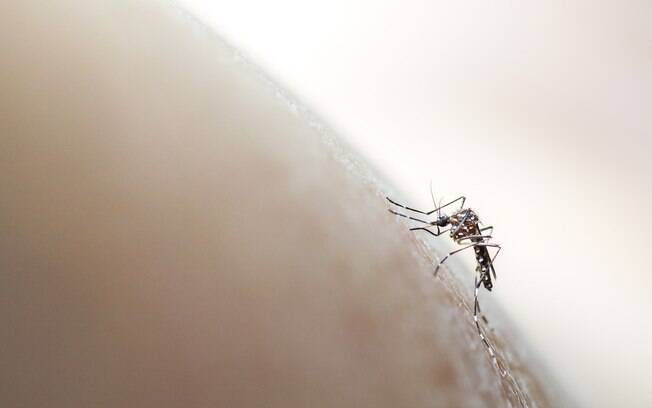Não apenas a febre chikungunya, mas também a dengue e a zika são igualmente transmitidas pelo Aedes aegypti