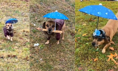 Chihuahua ganha guarda-chuva 'feito sob medida' e viraliza