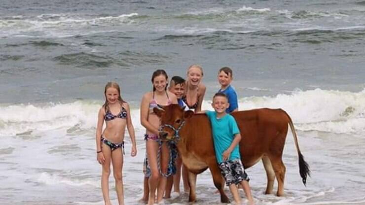 Norte-americana adota boi e o trata como um membro da família