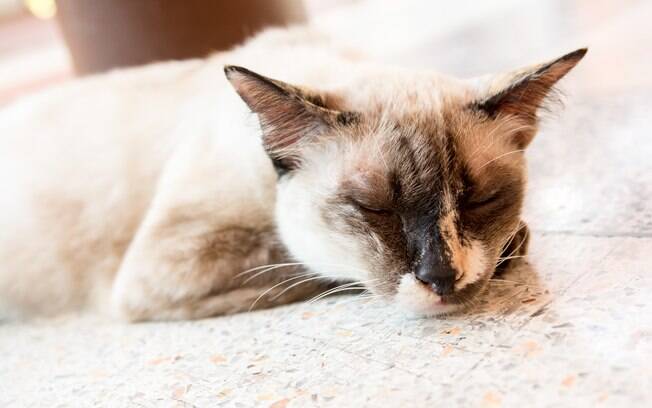 A Leucemia Felina é uma das principais causas de morte entre os gatos