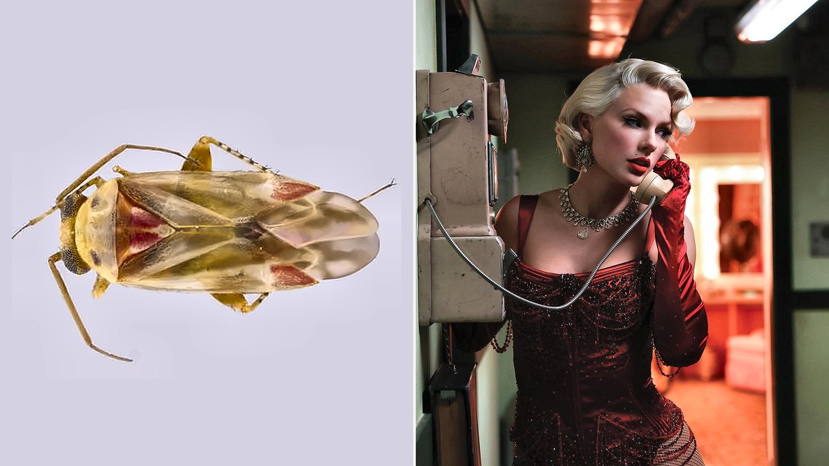 Taylor Swift deu nome a uma nova espécie de percevejo Taylor Swift deu nome a uma nova espécie de percevejo