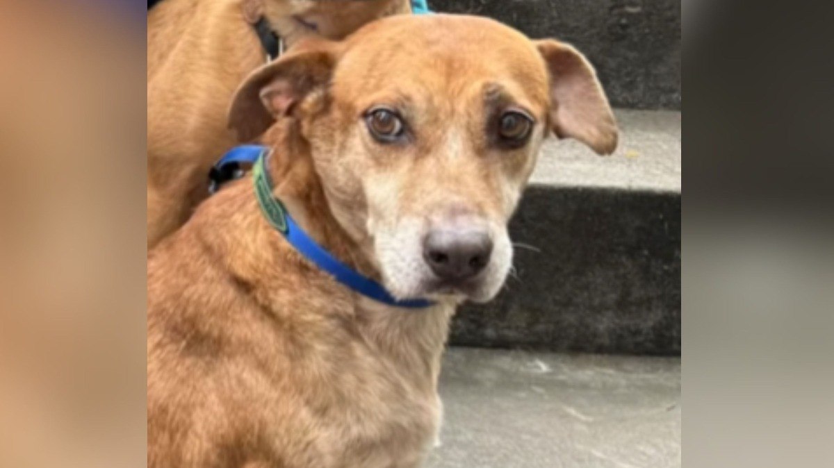 Curiosidades%20sobre%20os%20c%C3%A3es%20que%20deram%20vida%20ao%20filme%20Caramelo