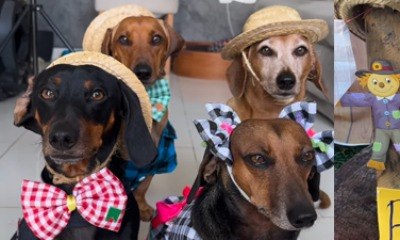 Vai curtir o arraiá? Expert conta como incluir seu pet 