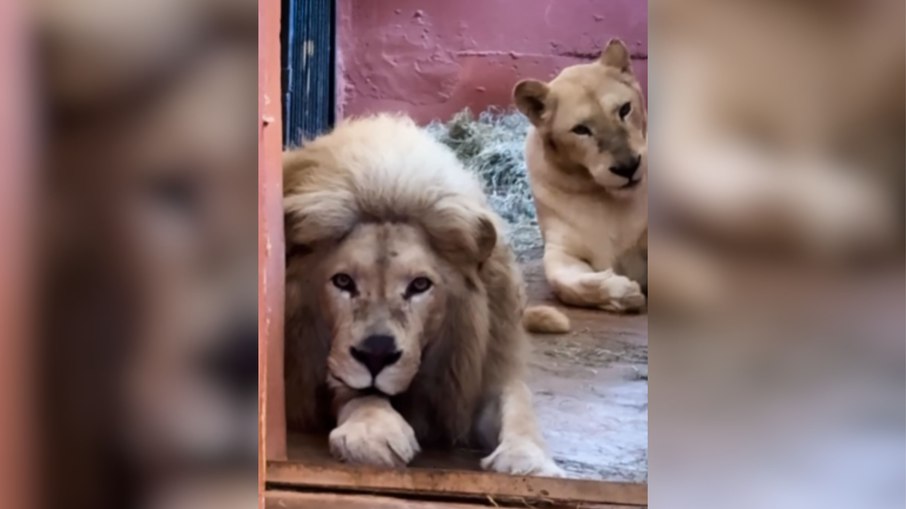 Zoológico de Belo Horizonte recebe casal de leões-brancos; vídeo