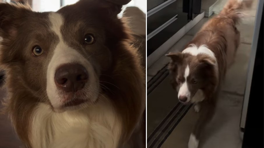 Cachorro não deixa tutores esquecerem da missa de domingo Cachorro não deixa tutores esquecerem da missa de domingo