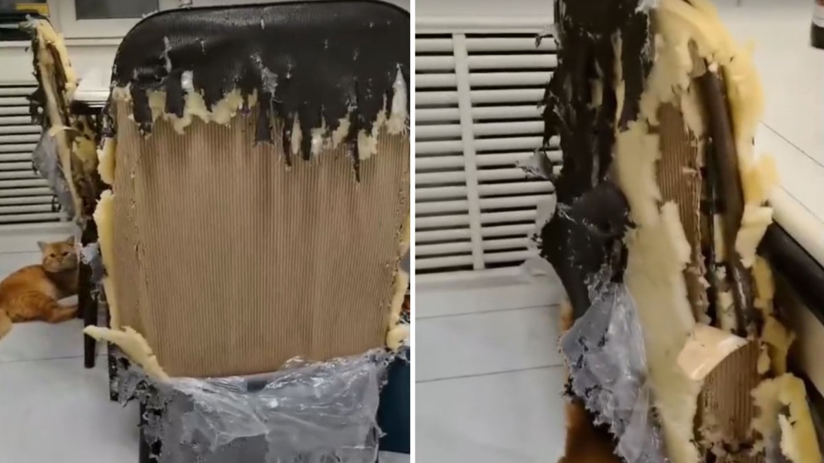 Gato fica sozinho em casa e destrói todas as cadeiras da cozinha