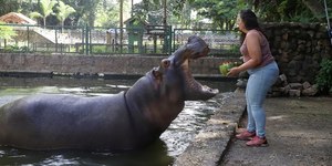 Verão: bichos do bosque se refrescam com frutas geladas e sorvete