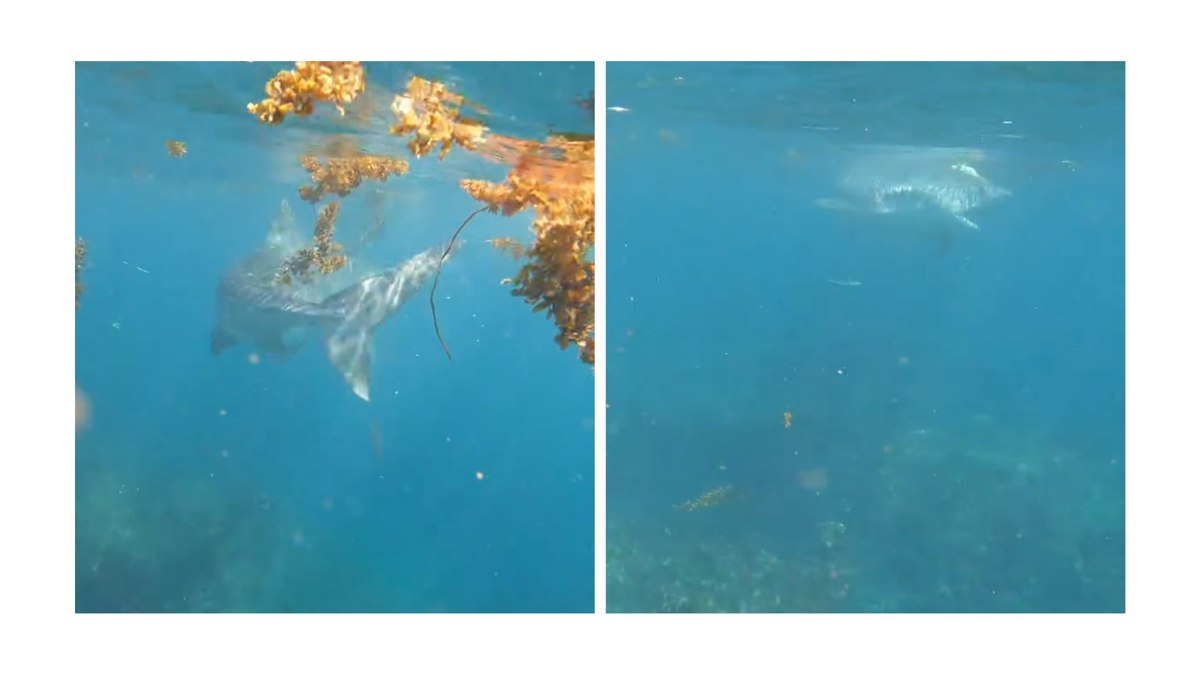 Tubarão ataca e arrasta mulher para o fundo do mar; assista