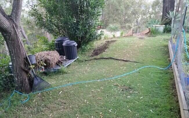 Vendo de longe, australiano achou que cobra de aproximadamente dois metros fosse apenas um galho caído no quintal